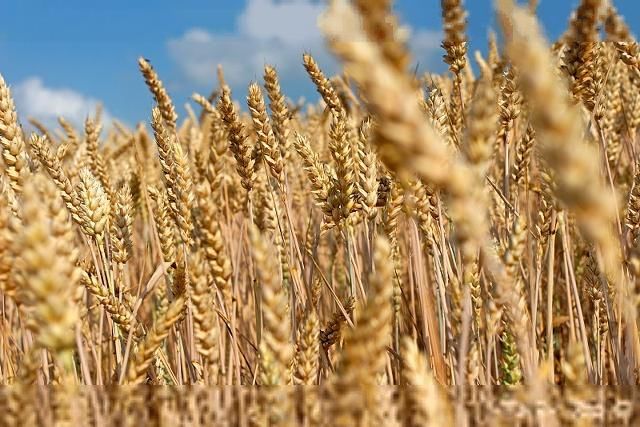 2019年小麦价格趋势走向会怎样？下半年小麦价格会不会涨？该看看